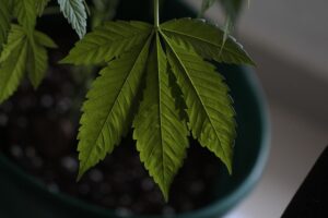 The Unique IT Needs of Medical Cannabis Companies