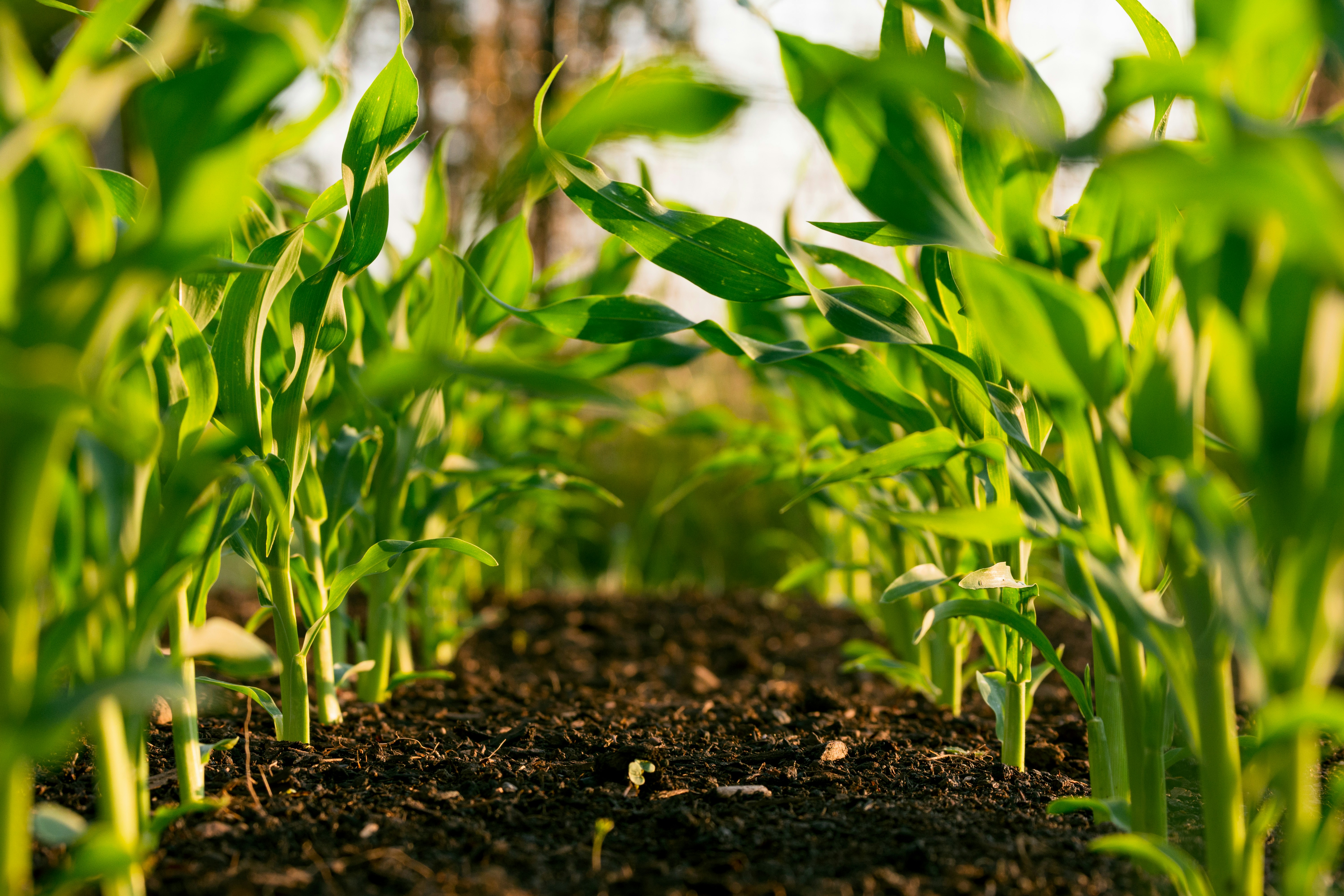 Digital Solutions for Agriculture & Agribusiness 1 Digital Solutions for Agriculture & Agribusiness