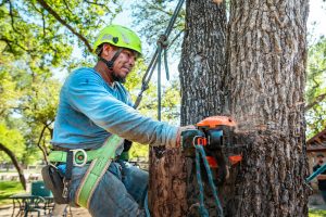 Digital Marketing For Tree Services 37 Digital Marketing for Tree Services - Frequently Asked Questions