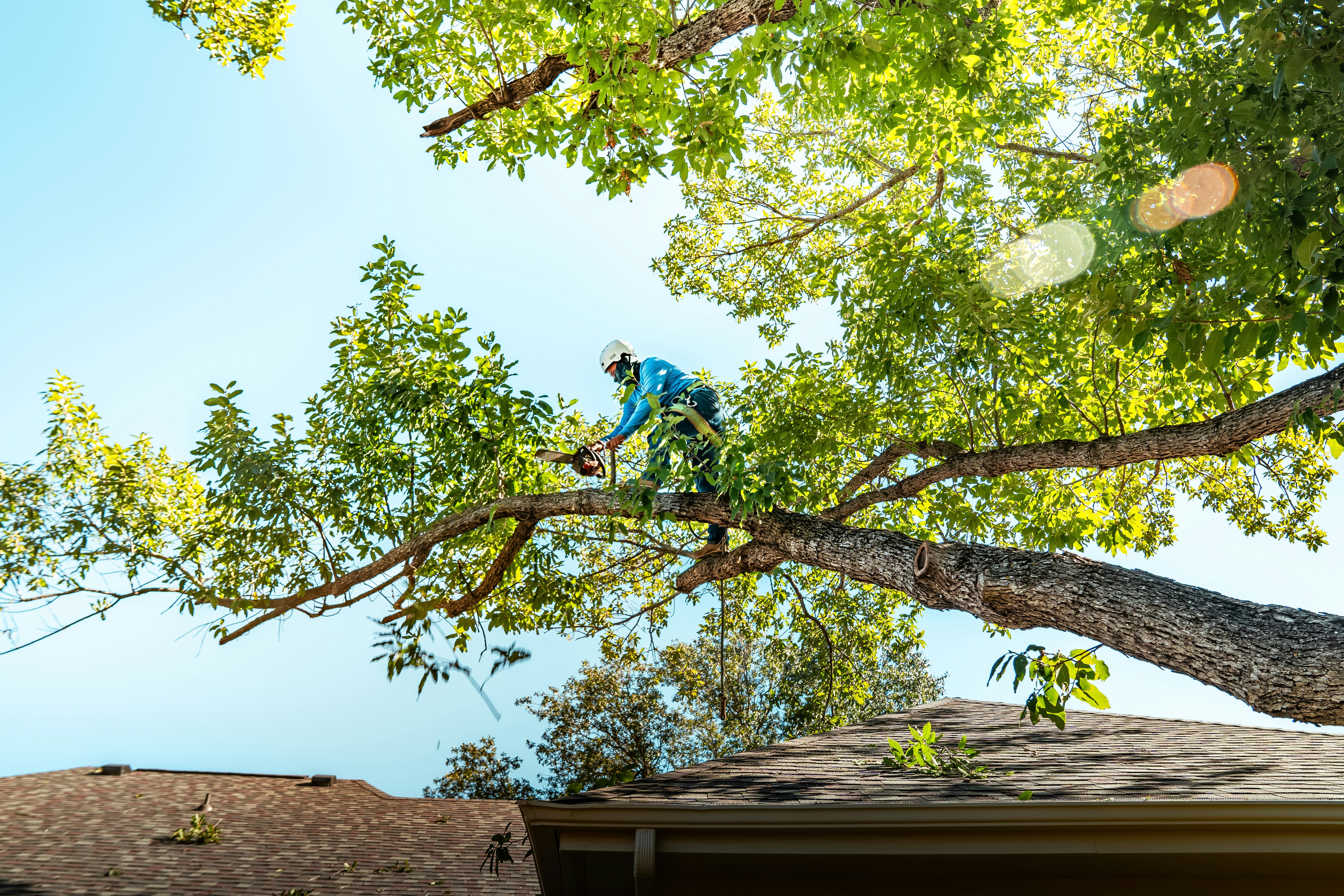 Digital Marketing For Tree Services 36 Why Digital Marketing Matters For Tree Service Companies
