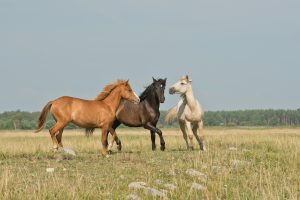 SEO For Equestrian Businesses 36 Why SEO Matters In The Equestrian Market