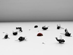 Trades & Home Services Digital Solutions 50 Pest Control