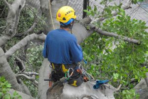 Trades & Home Services Digital Solutions 55 Tree Services